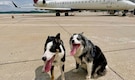 Meet Hercules and Ned: Border collies dogs guarding West Virginia's busiest airport Meet Hercules and Ned: Border collies dogs guarding West Virginia's busiest airport
