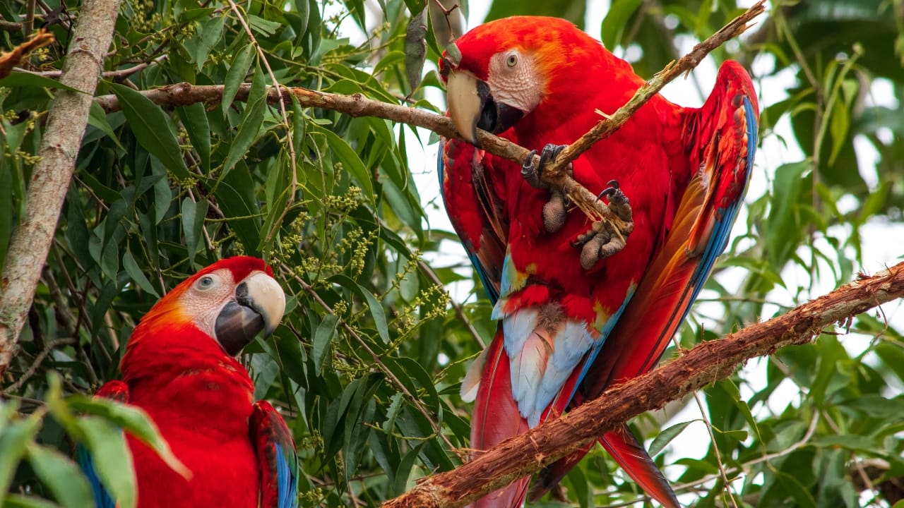 1. Manu National Park, Peru Deep in the Peruvian Amazon lies Manu—a living, breathing symphony of biodiversity. With over 1,000 recorded bird species, from rainbow-colored macaws to the elusive cock-of-the-rock, it’s one of Earth’s richest birding grounds. (Image: Canva)