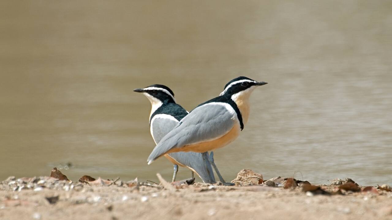 2. The Gambia, West Africa Tiny in size, vast in biodiversity—The Gambia is a birdwatching treasure trove. Glide along the River Gambia’s mangroves and woodlands to spot sunbirds, hornbills, and hundreds of migratory species in full plumage. (Image: Canva)