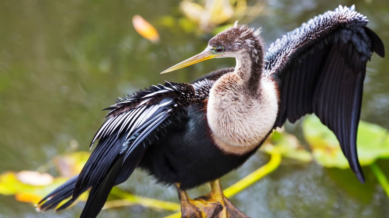 3. Florida Everglades, USA The Everglades is more than just swampland—it’s a vibrant haven for herons, roseate spoonbills, and the iconic bald eagle. Paddle through cypress groves and mangroves to catch the birds of North America in action. (Image: Canva)