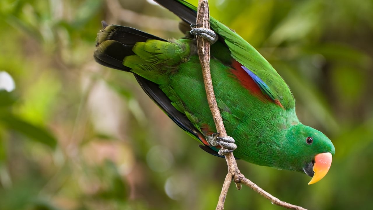 4. Papua New Guinea For the serious birder, Papua New Guinea is the stuff of legend. Hidden within its remote rainforests are flamboyant birds-of-paradise performing mating rituals like nowhere else on Earth. (Image: Canva)