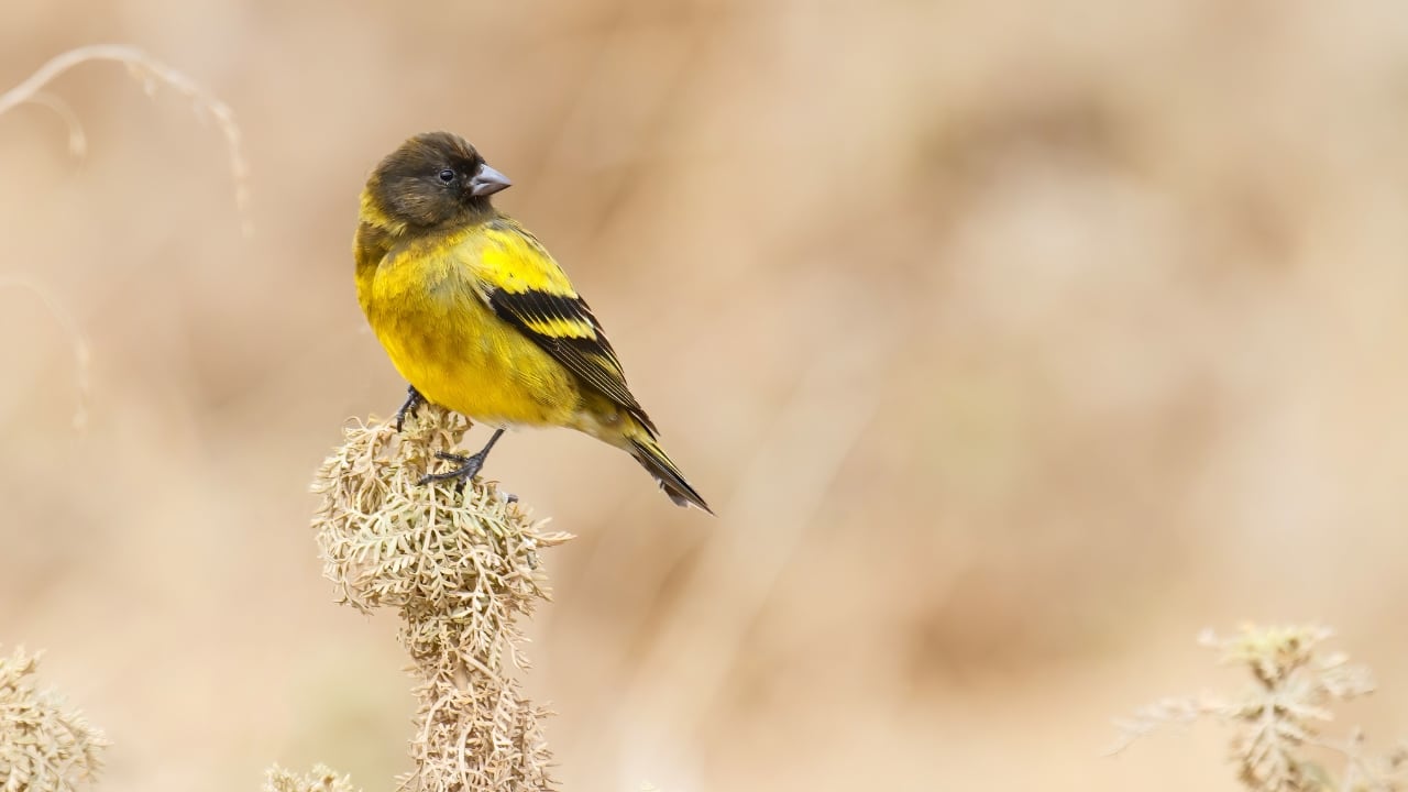 5. Bale Mountains, Ethiopia High-altitude birding doesn’t get more dramatic. Ethiopia’s Bale Mountains are home to rare endemic species like the Abyssinian owl and blue-winged goose, set against an epic backdrop of alpine moorlands. (Image: Canva)