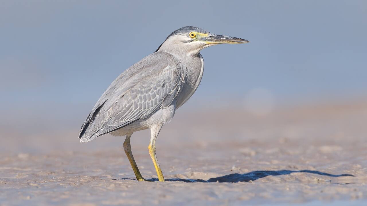 6. Broome Bird Observatory, Australia At the edge of the Indian Ocean, Broome is a migratory magnet for thousands of waders. Flocks of sandpipers and godwits turn Roebuck Bay into a feathered frenzy during migration seasons. (Image: Canva)