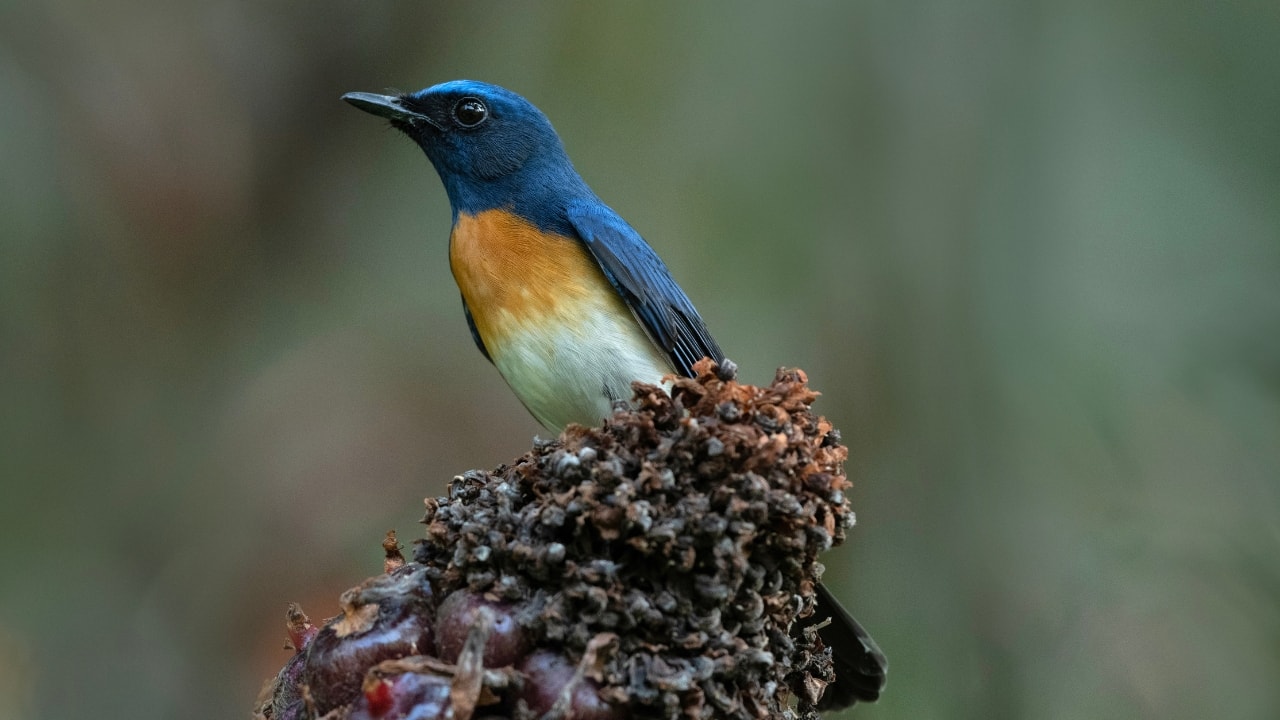 7. Thattekad Bird Sanctuary, India Kerala’s best-kept secret, Thattekad is a dense green pocket teeming with endemic wonders like the Malabar trogon and Sri Lanka frogmouth. It’s a dream for tropical bird lovers. (Image: Canva)