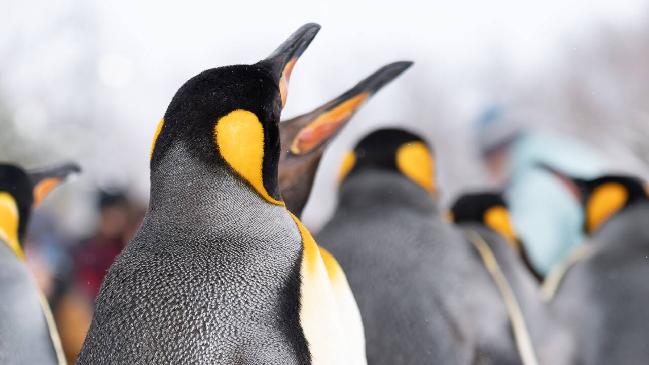 8. Hokkaido, Japan For a birding experience straight out of a fairytale, head to Hokkaido in winter. Watch red-crowned cranes dance through snowy fields and see mighty Steller’s sea eagles swoop across icy waters. (Image: Canva)