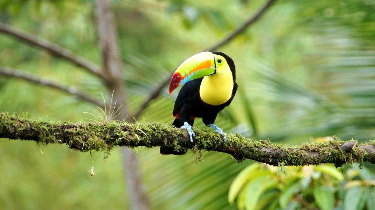 9. Costa Rica This Central American jewel is a birdwatcher’s utopia. With over 900 species, including resplendent quetzals and iridescent hummingbirds, every hike or canopy walk feels like a natural treasure hunt. (Image: Canva)