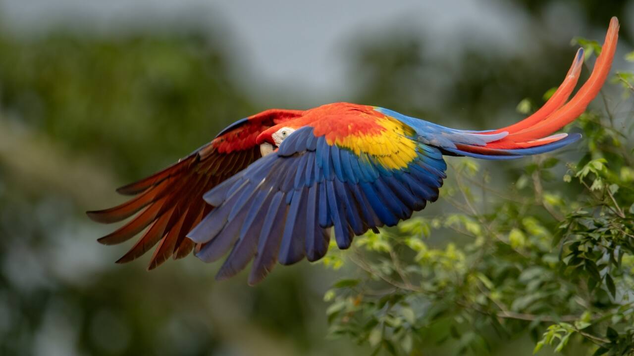 Birdwatching is more than ticking names off a list—it’s about immersion, patience, and wonder. From icy landscapes to lush rainforests, these destinations offer a rare chance to connect with nature on its most colorful terms. Ready to pack your binoculars? (Image: Canva)