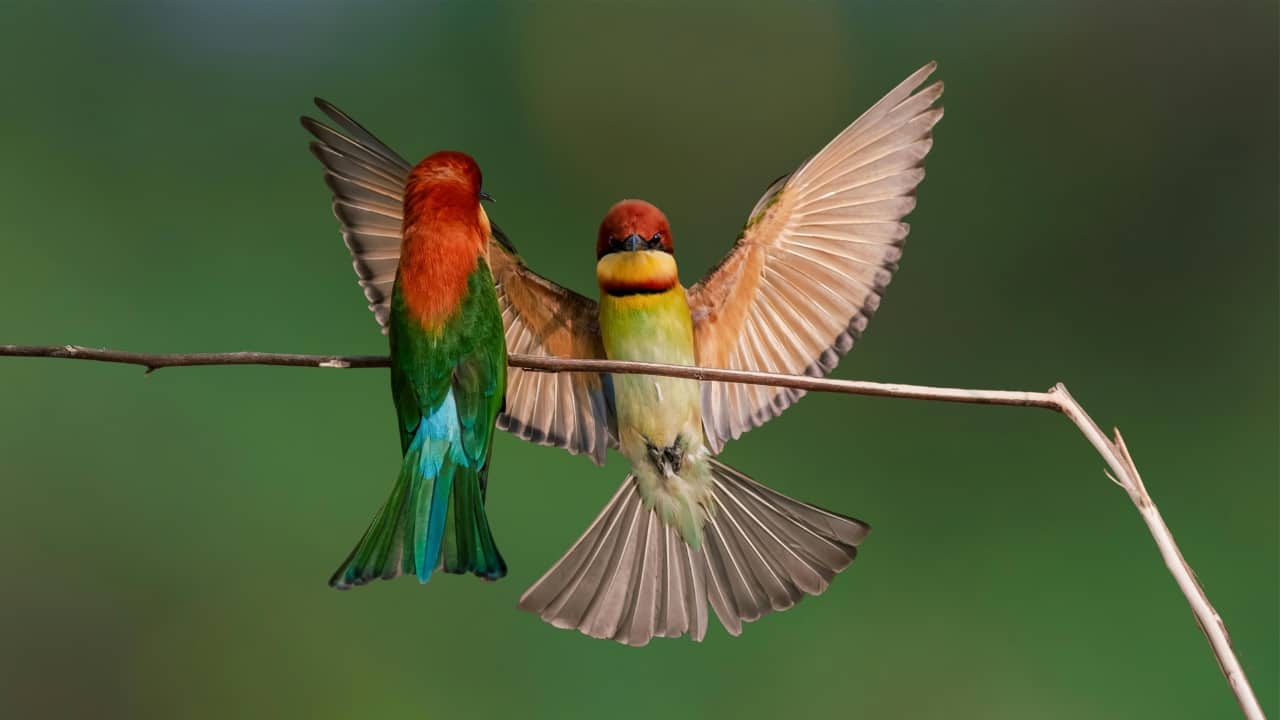 9 Spectacular Birdwatching Destinations You Need To Visit