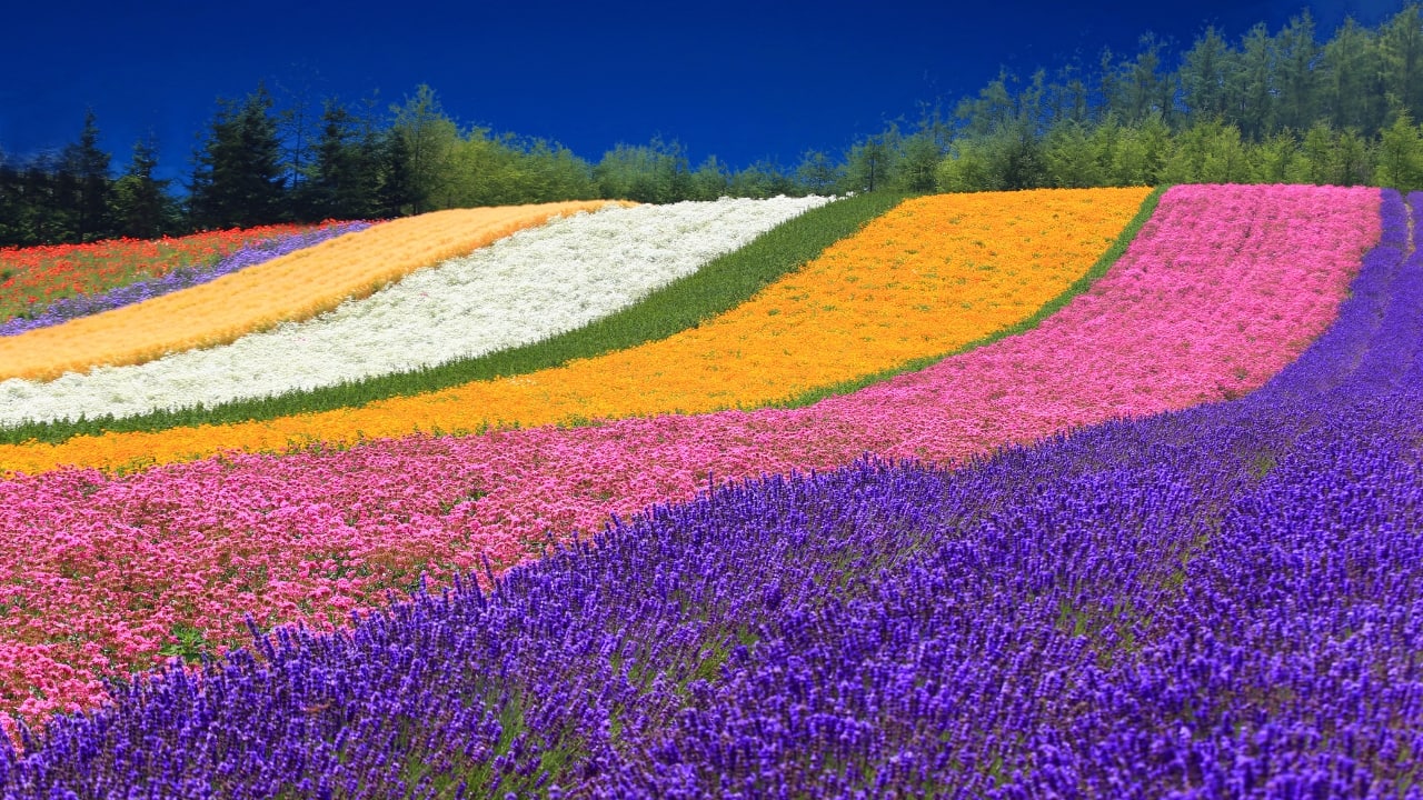Hokkaido, Japan (Image: Canva)