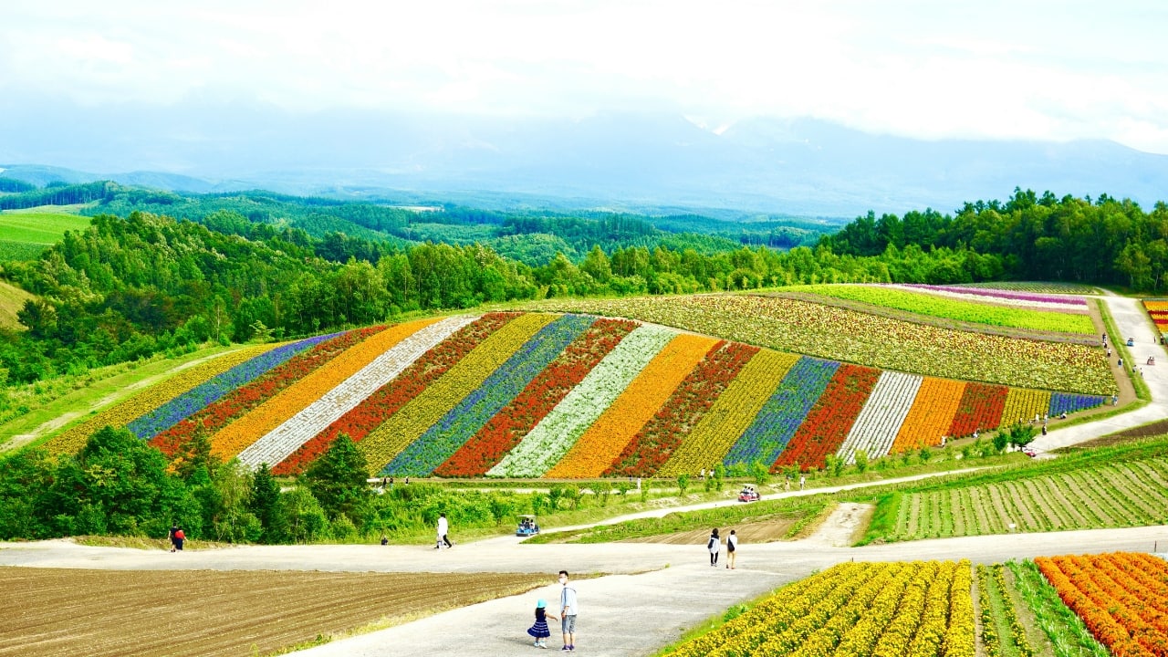 Japan's Hokkaido in Bloom: Wildflowers, Whispers of Wind, and Summer Magic