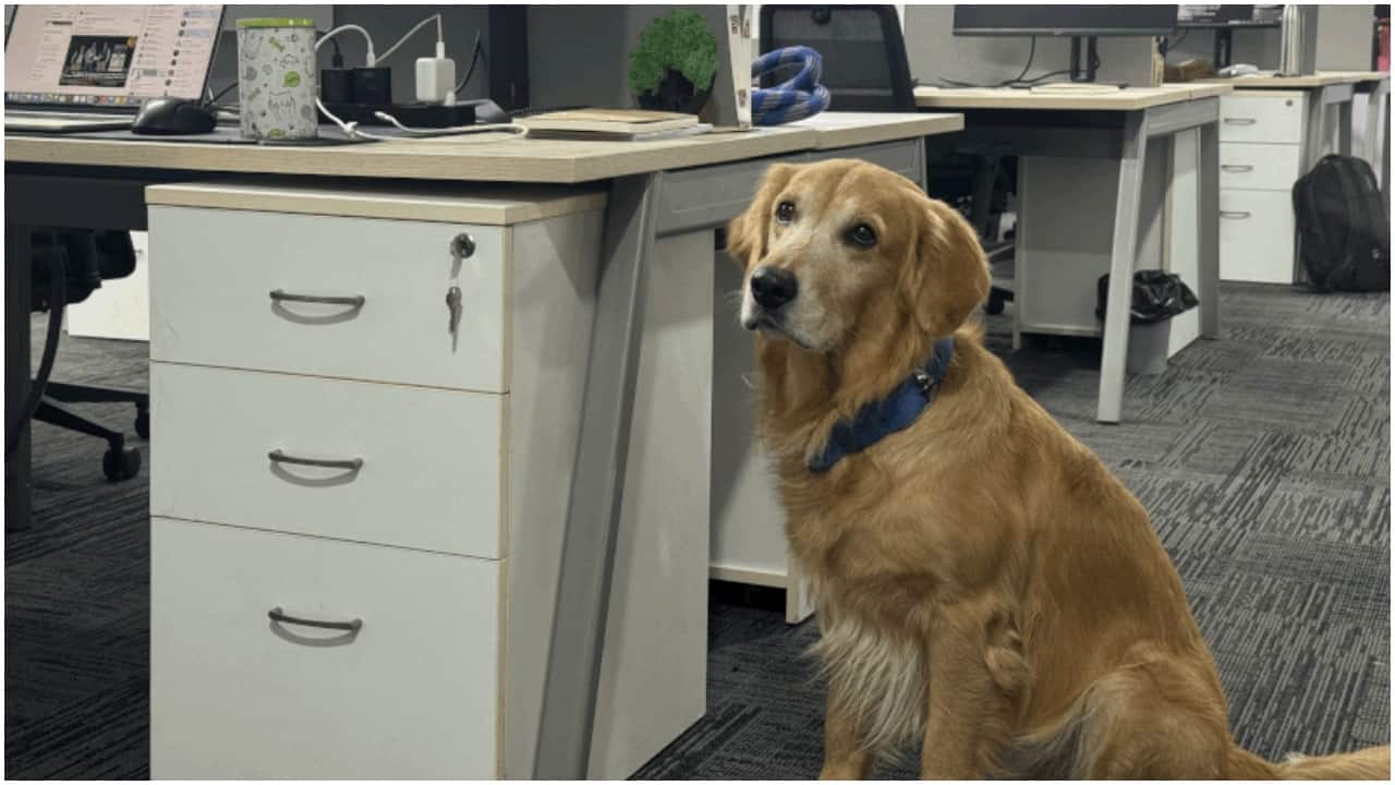 Meet Denver: Hyderabad tech firm’s new chief happiness officer is a golden retriever