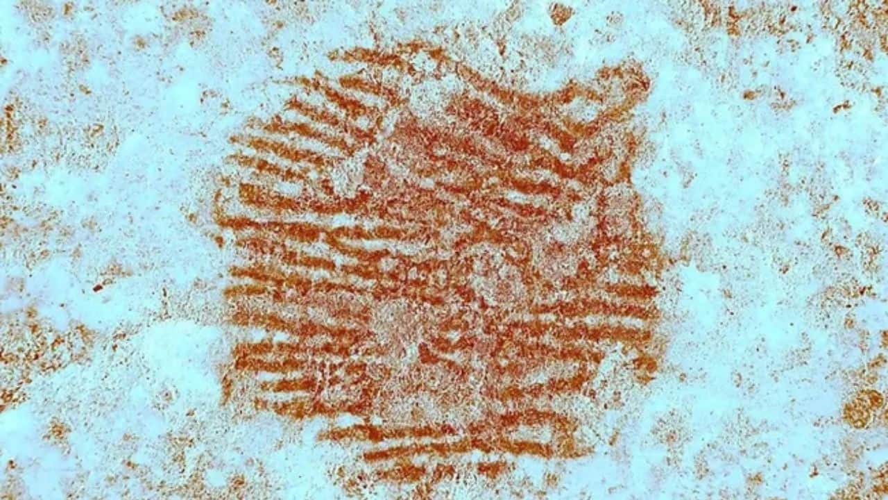 World’s oldest human fingerprint found — Made by a Neanderthal 43,000 years ago