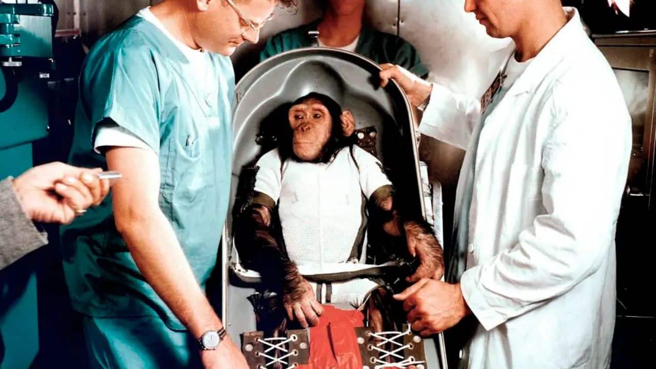 Ham the Chimpanzee: Ham, the first chimpanzee to be trained for space, flew on the Mercury-Redstone 2 mission in 1961. His successful mission helped test astronaut training and spacecraft systems. (Image: NASA)