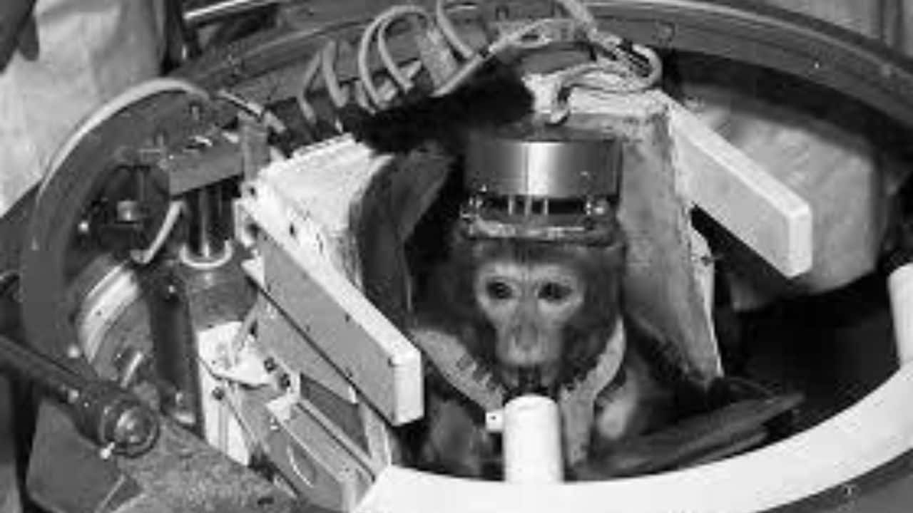Albert II the Monkey: In 1959, Albert II, a rhesus monkey, became the first primate in space. His flight aboard a US V-2 rocket was a milestone in understanding space’s effects on living beings. (Image: @facts_matter3/X)