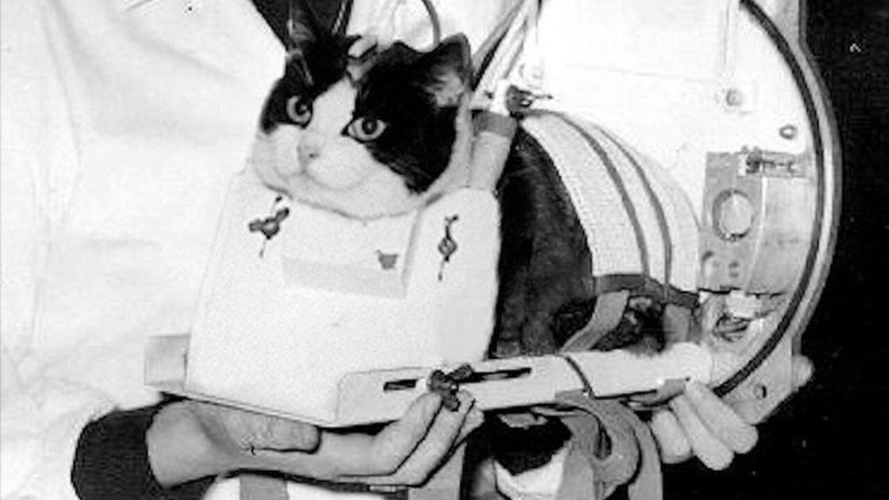 Félicette the Cat: Félicette, the first and only cat in space, was launched by France in 1963. Her journey helped scientists study the effects of space on biological systems. (@emilyyyhu/X)