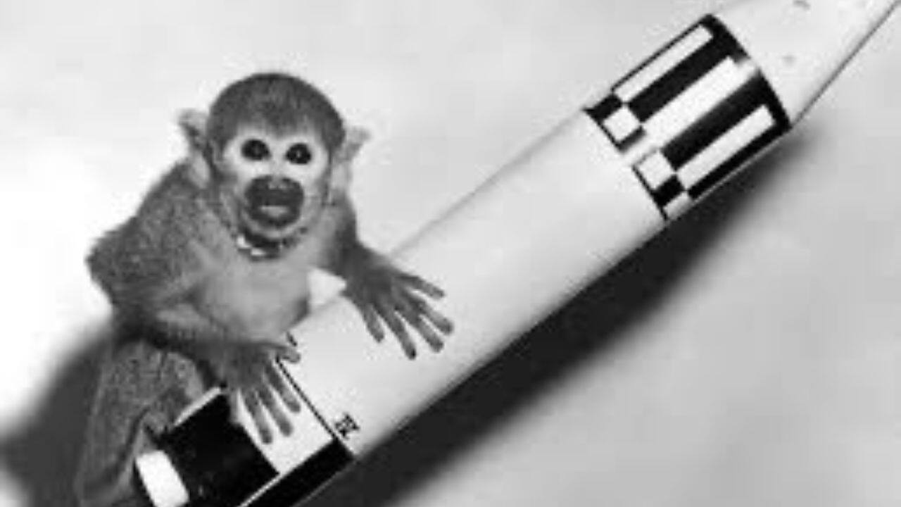 Squirrel monkey,  Miss Baker: In 1959, space pioneer Miss Baker, a squirrel monkey, journeyed aboard a Jupiter IRBM rocket.  (@hombreingles/X)