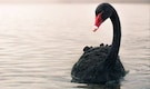 10 Most Beautiful Black-Coloured Birds 10 Most Beautiful Black-Coloured Birds