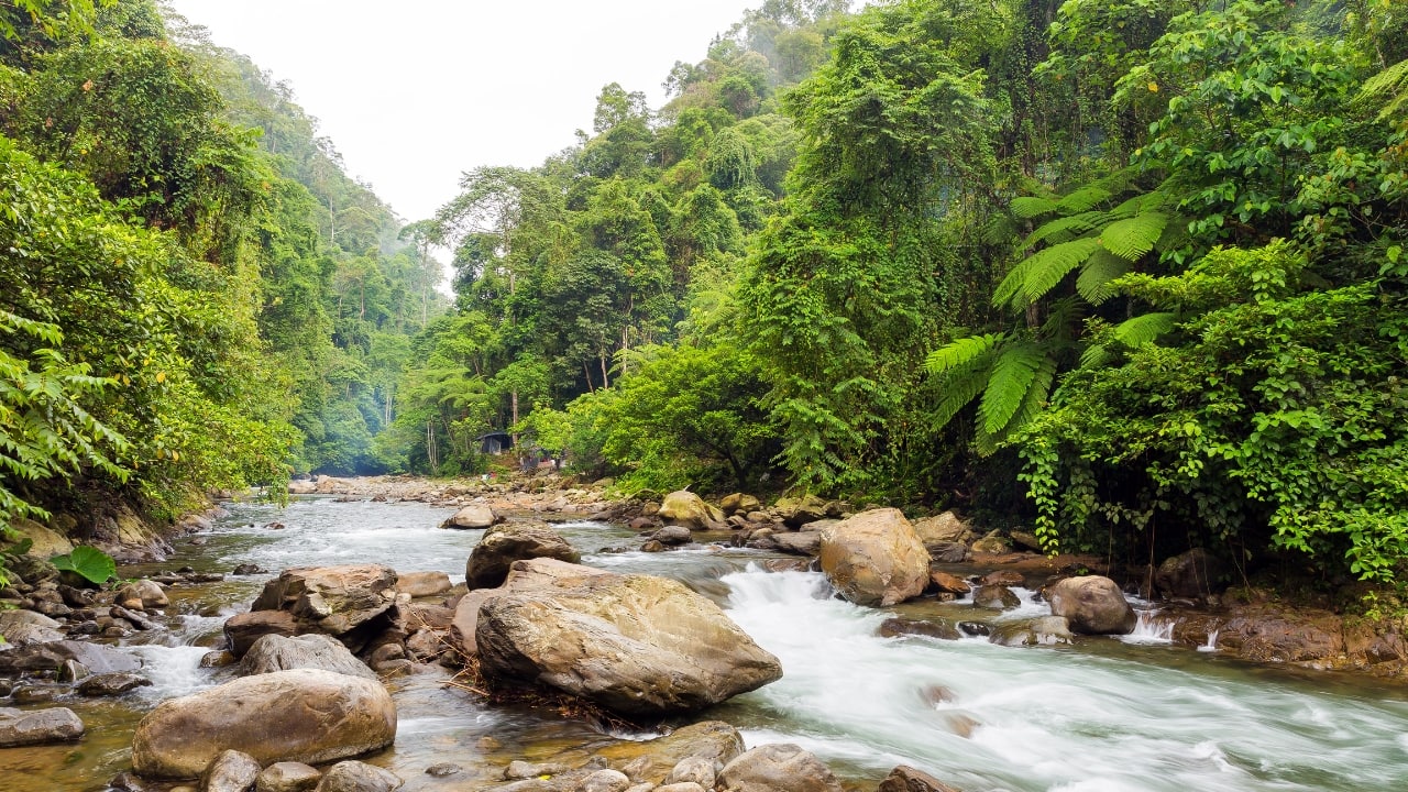 4. Bukit Lawang, North Sumatra This jungle frontier on the edge of Gunung Leuser National Park is your gateway to ethical orangutan encounters, thrilling river tubing, and trekking through ancient, untamed rainforest. (Image: Canva)