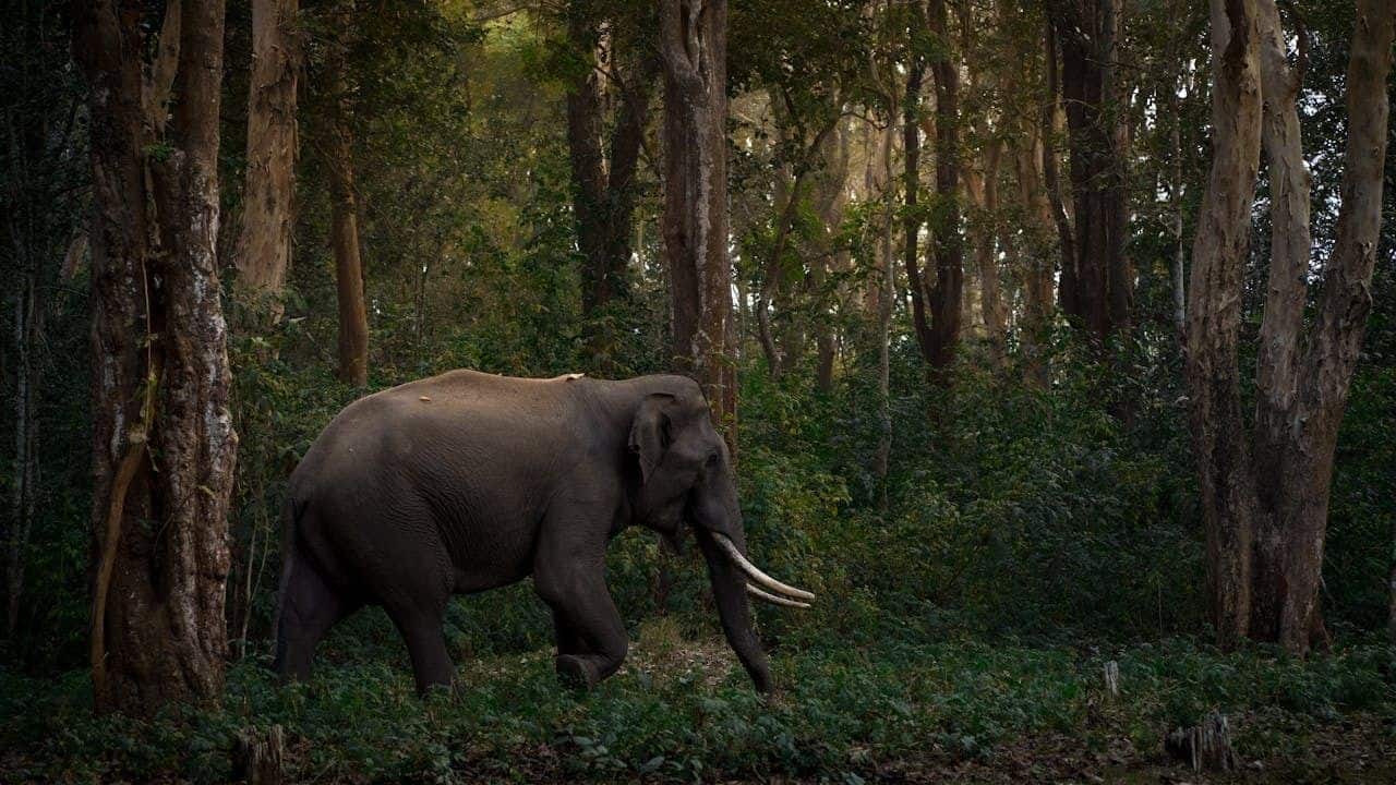 No trees cut, no animals hurt: Punjab clears first wildlife corridor as part of Zirakpur bypass project
