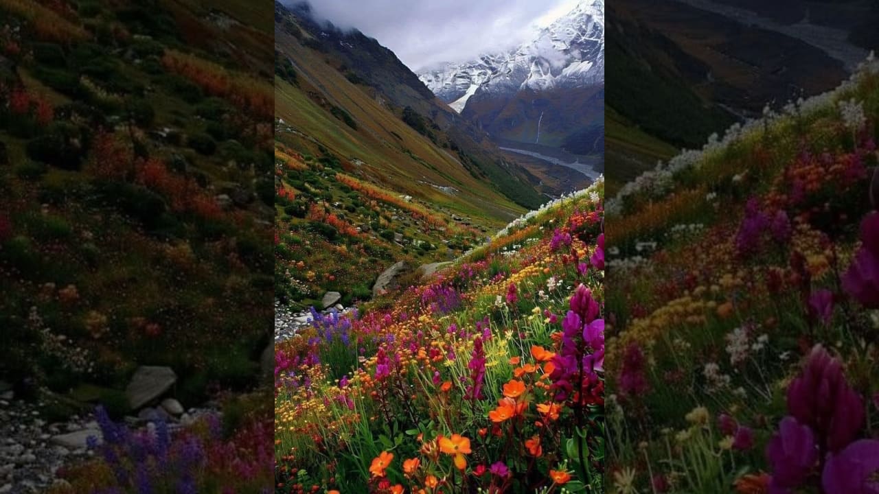 Uttarakhand's Valley of Flowers Opens for Tourists in 2025 Season: Here’s Your Ultimate Trekking Guide
