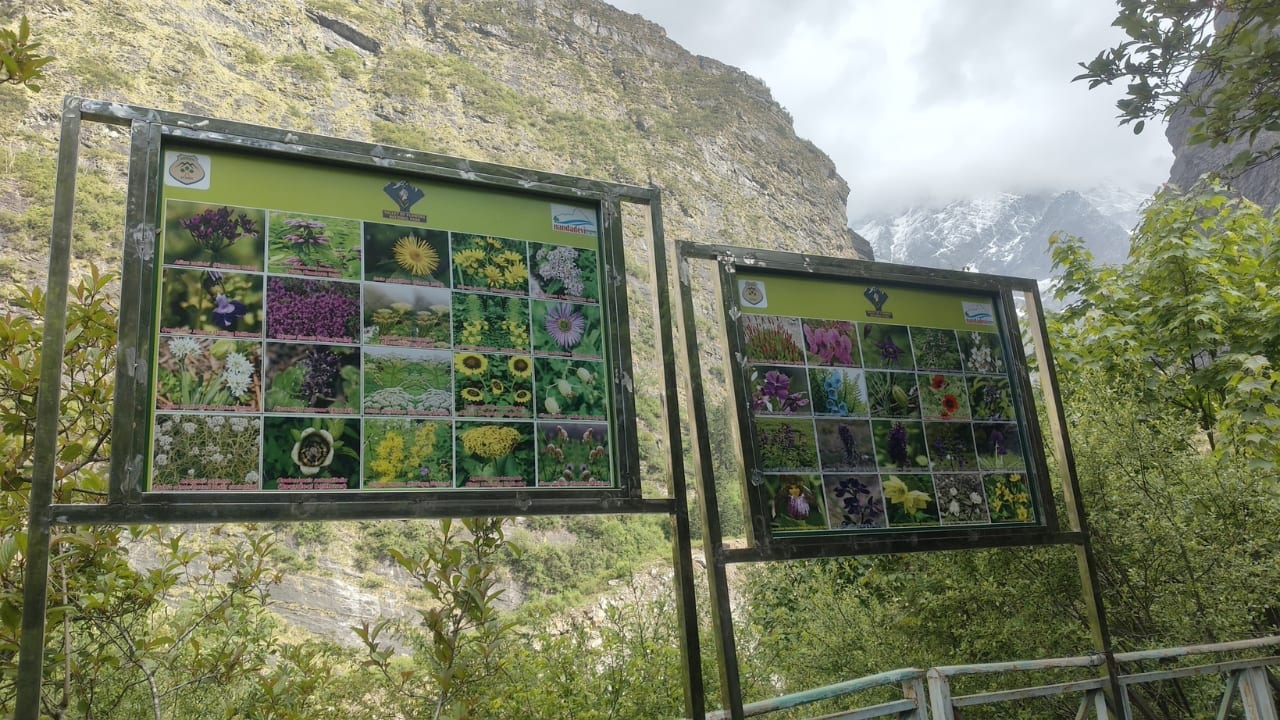 Valley of Flowers in full bloom on June 1, 2025. (Image: X/ @airnewsalerts)