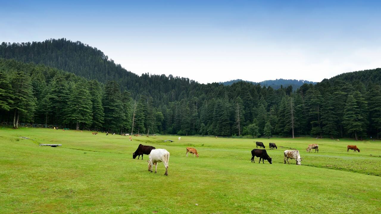 5. Khajjiar, Himachal Pradesh – Mini Switzerland of India Rolling green meadows? Check. Alpine forests? Check. Snow-kissed peaks? Absolutely. Tucked near Dalhousie, Khajjiar is a pint-sized slice of Switzerland in the Himalayas. Ride horses across its lush fields or wander along pine-fringed trails. It’s the kind of place you want to get lost in. (Image: Canva)