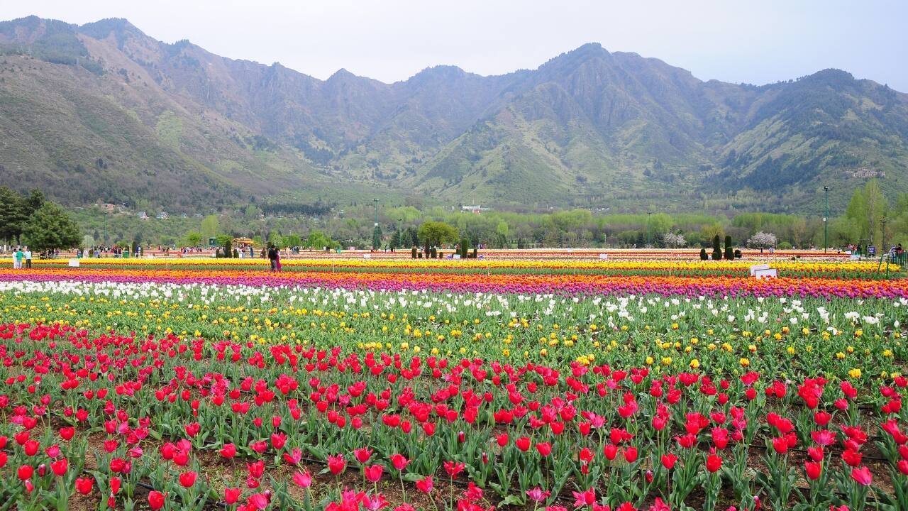 9. Srinagar Tulip Garden – Keukenhof in the Himalayas Come spring, the foothills of the Zabarwan Range burst into a riot of color as Asia’s largest tulip garden comes alive. With rows of tulips in full bloom and Dal Lake glistening nearby, Srinagar rivals Holland’s Keukenhof—only with a Himalayan twist. (Image: Canva)