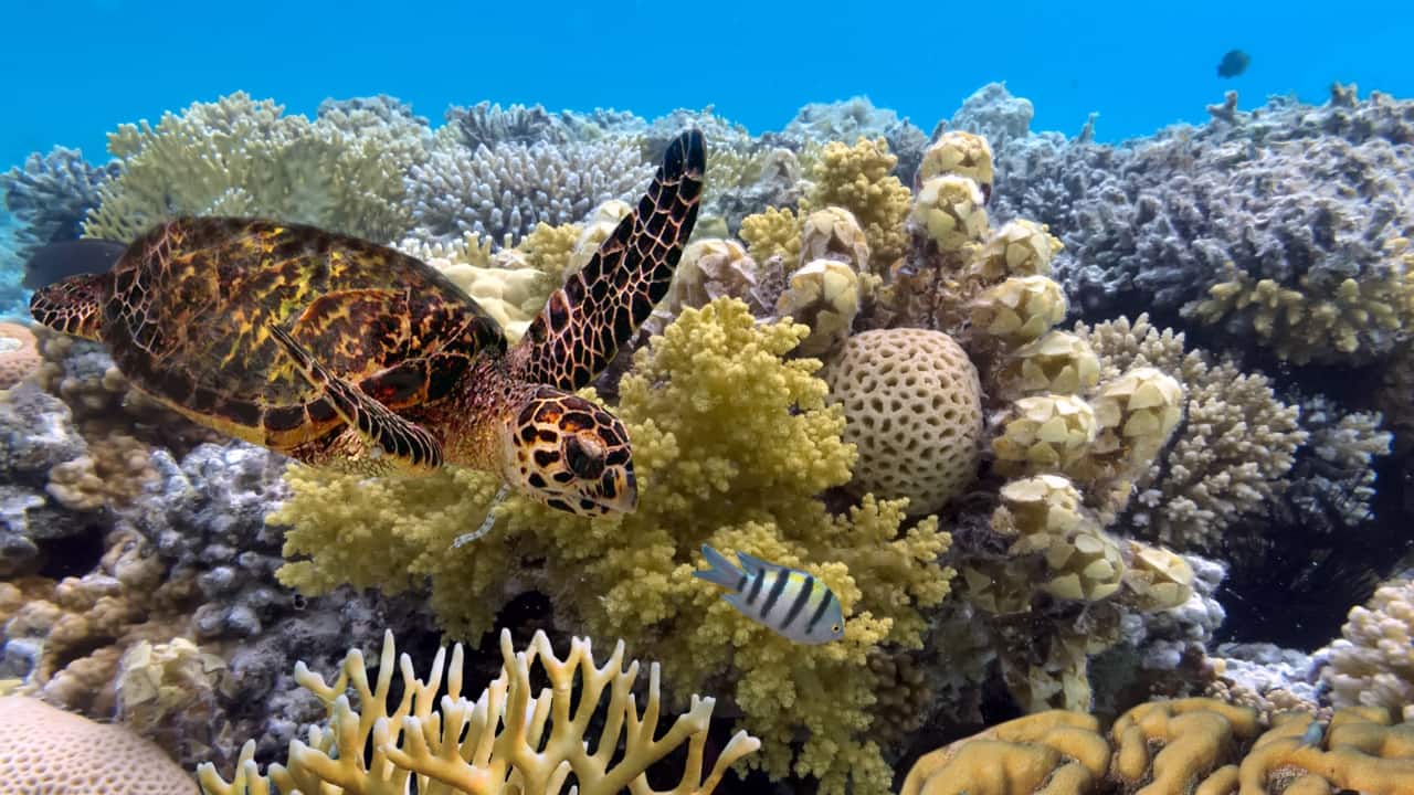 1. The Great Barrier Reef, Australia Immersing yourself in the kaleidoscope of life beneath the Great Barrier Reef is nothing short of magical. But rising ocean temperatures have accelerated coral bleaching, putting this natural wonder at serious risk. Dive or snorkel now to witness its dazzling colors before they fade away. (Image: Canva)