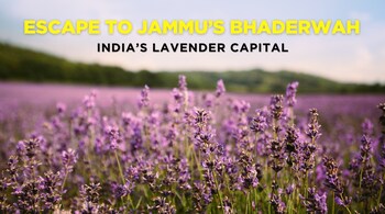 Explore Bhaderwah: India’s Lavender Capital and a Blossoming Travel Destination