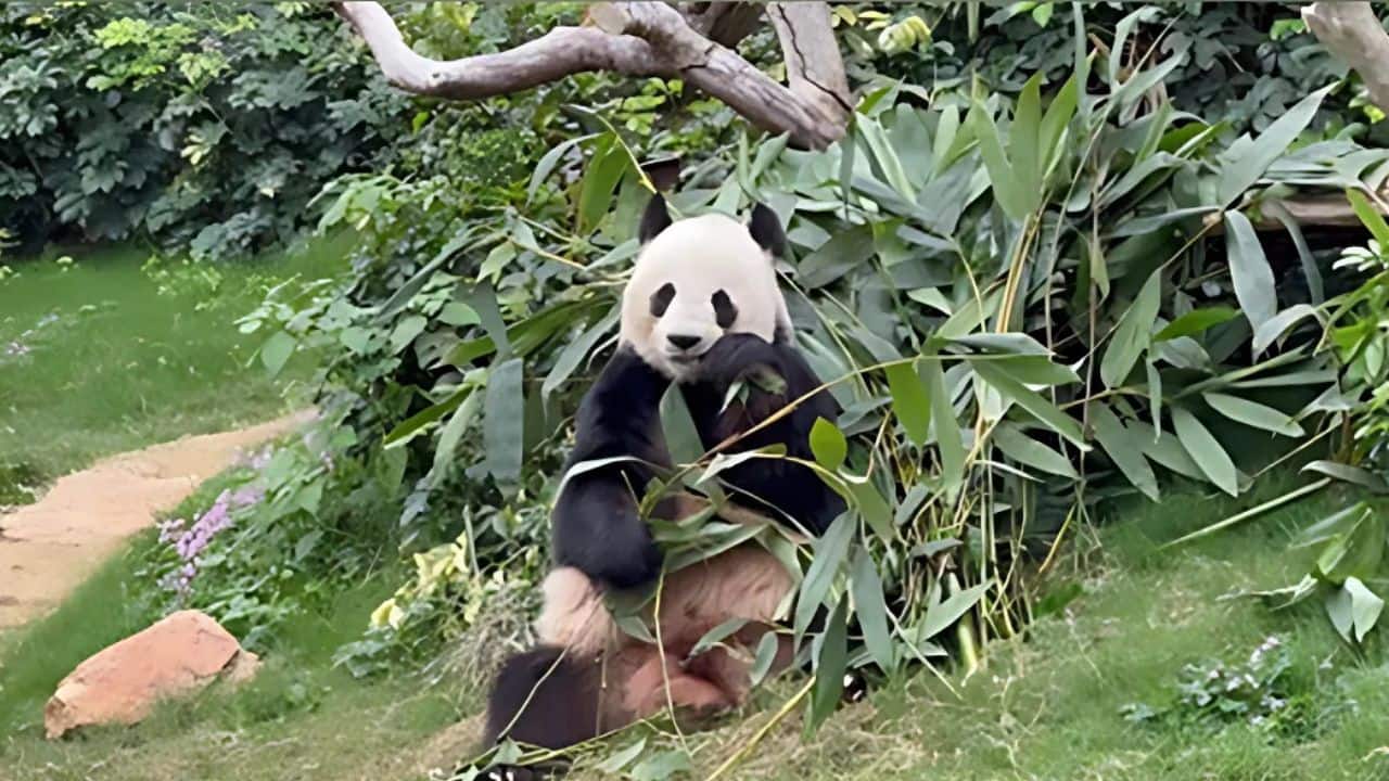Meet Jia Jia and De De: Giant Twin Panda Cubs Star in Hong Kong’s Tourism Drive