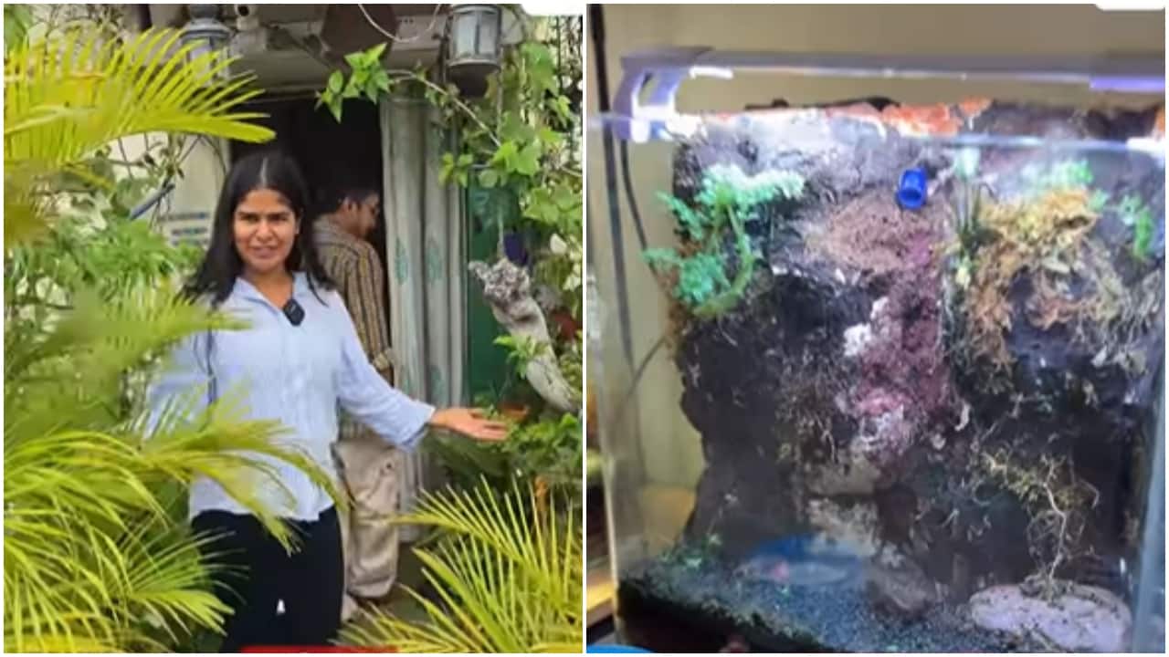 Rs 12,000 rent, 500 plants, and a 60-million-year-old fossil: Bengaluru tenant turns 1BHK into urban jungle