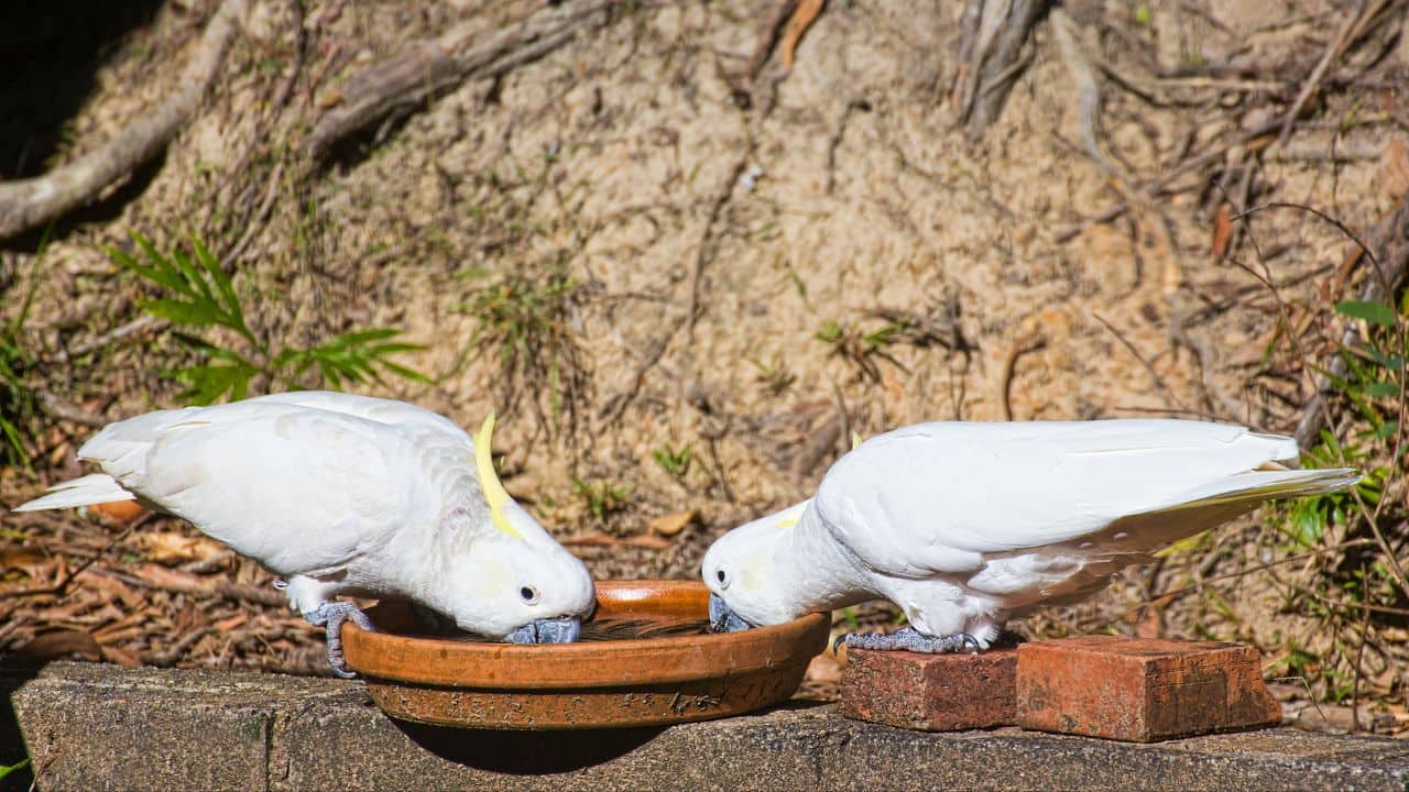 Australia’s ‘trash parrots’ master public water fountains, start their own drinking ritual