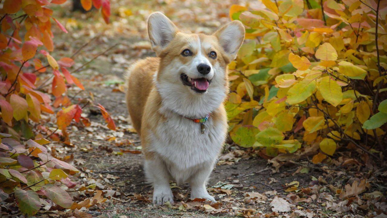 Meet Fu Zai: The smart corgi who became China’s first paw-trolling officer