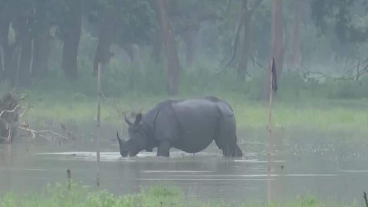 Assam floods engulf Pobitora Sanctuary, threaten rare one-horned rhino habitat