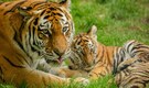 Top 10 Fierce Animal Mums Who Will Do Anything to Protect Their Babies Top 10 Fierce Animal Mums Who Will Do Anything to Protect Their Babies