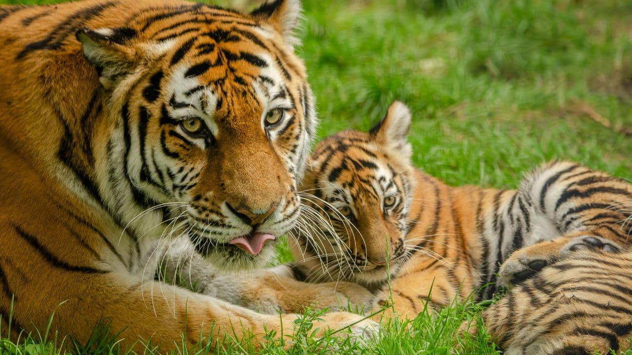Top 10 Fierce Animal Mums Who Will Do Anything to Protect Their Babies