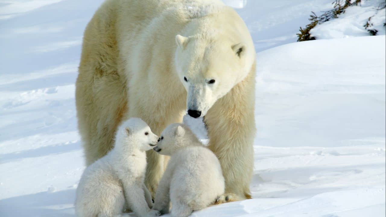 Polar Bear – Arctic Guardian: Polar bear mums excavate snow dens to protect cubs from cold winds. She'll starve for months just for the safety and warmth of her babies. (Image: Canva)