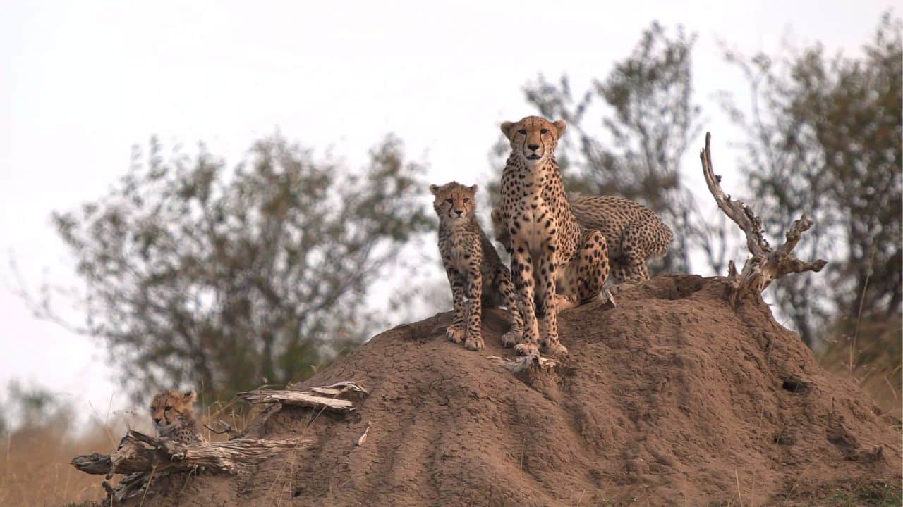Cheetah – Speed and Strategy: Cheetah mothers reposition cubs continuously to evade predators. She exposes them to survival lessons early so they can outrun threats with each step. (Image: Canva)