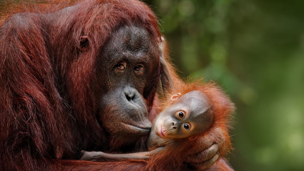 Orangutan – Jungle's Best Mum: Orangutan females bring up their offspring alone for eight years, from climbing trees to being able to fend for themselves by gathering food in the forest canopy. (Image: Canva)
