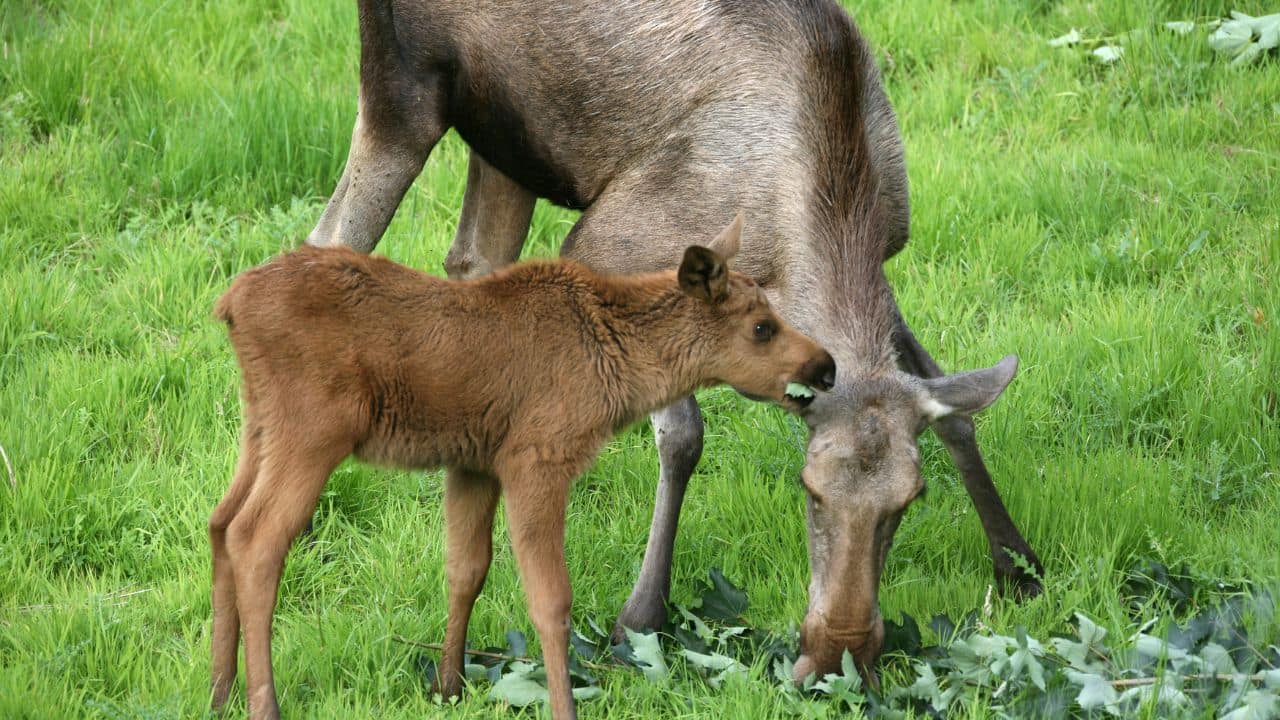  Moose – Forest Force: Moose mothers are fiercely protective, charging bears and wolves if their calves are attacked. With their powerful leg muscles, their kicks can be deadly. (Image: Canva)