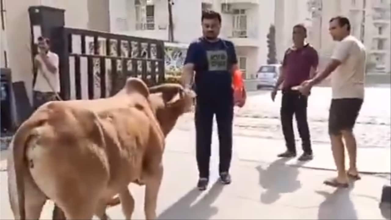 Noida residents bring cattle into housing society to protest feeding of stray dogs. Viral video