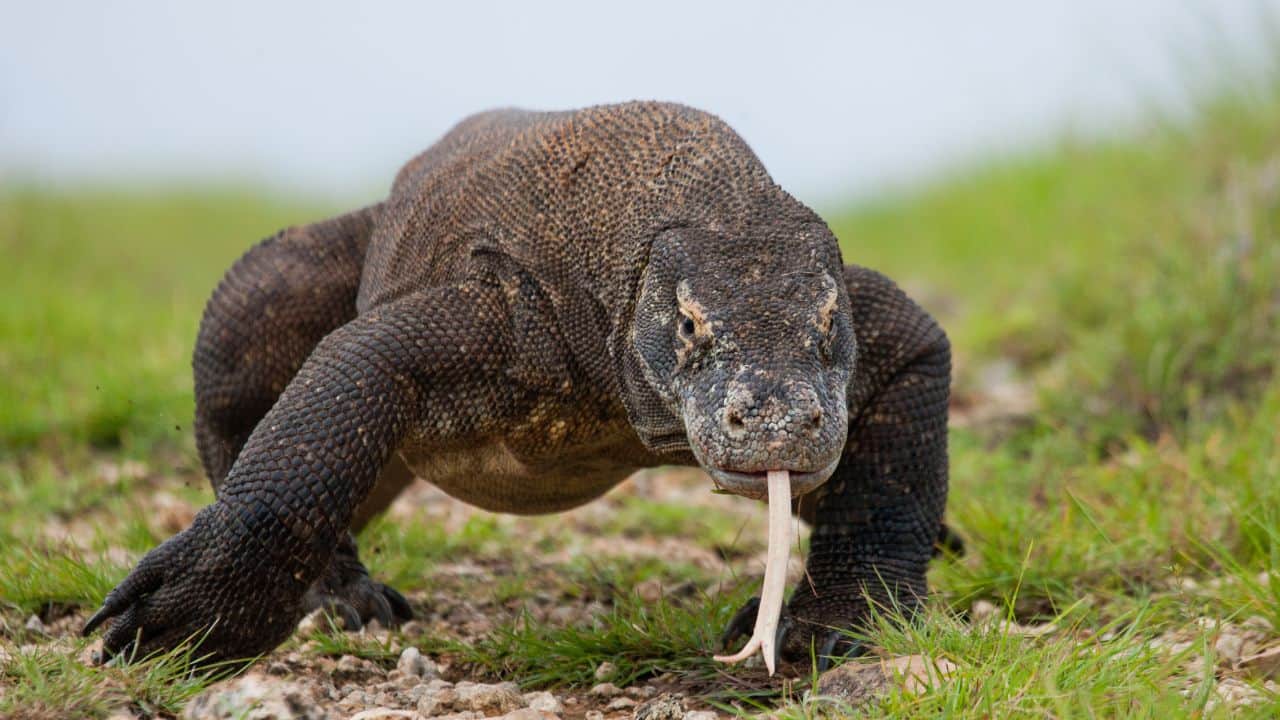 Deadly Bite: They have a deadly bite, not so much because of venom, but because of toxic bacteria and anticoagulants in their saliva. (Image: Canva)