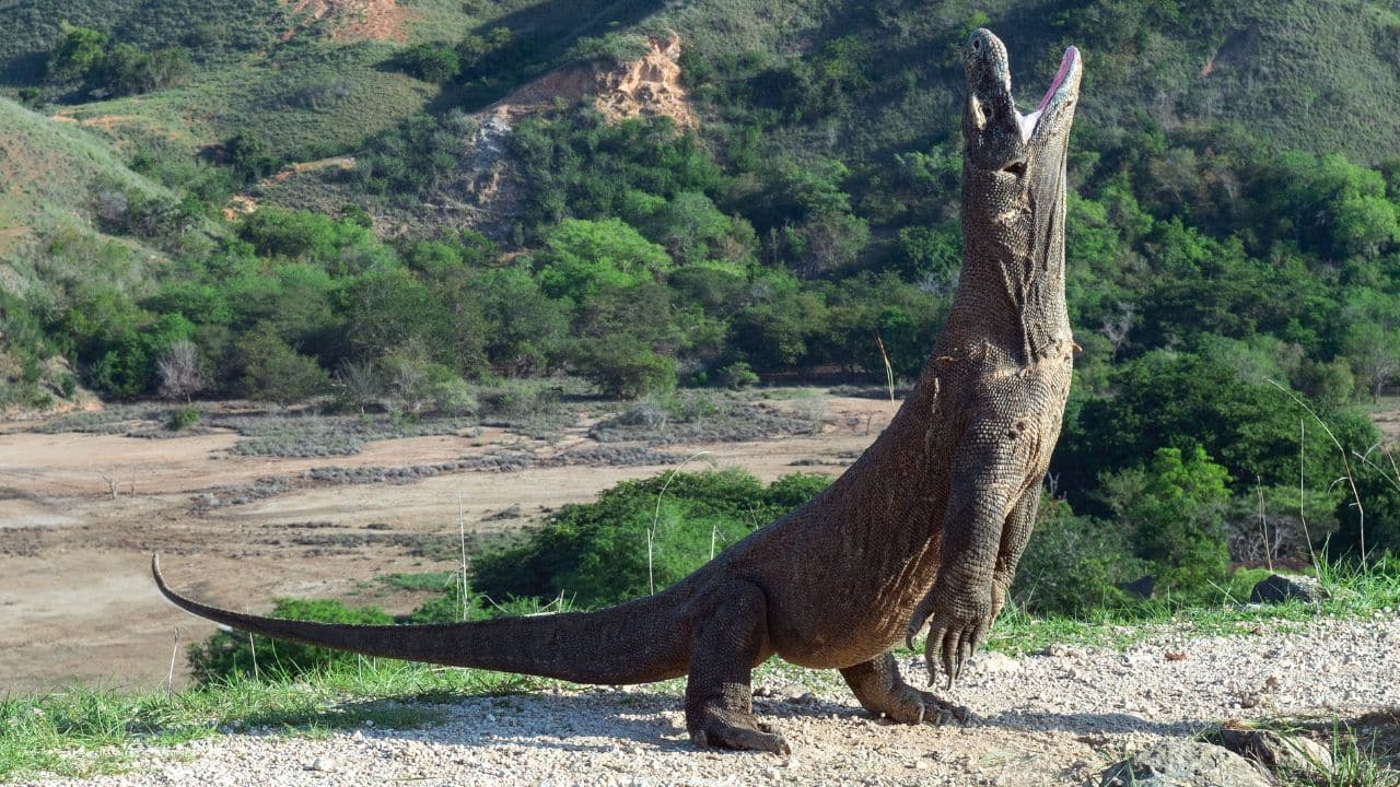 World's Largest Lizard: Komodo dragons are the largest lizards in the world, reaching 10 feet long and more than 150 kilograms heavy. (Image: Canva)