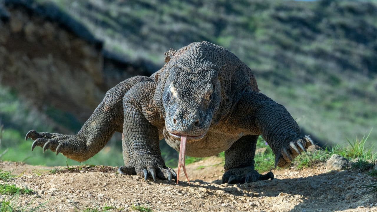 Ancient Survivors: Komodo dragons have been around for millions of years, and their ancestors date back to prehistoric reptiles. (Image: Canva)