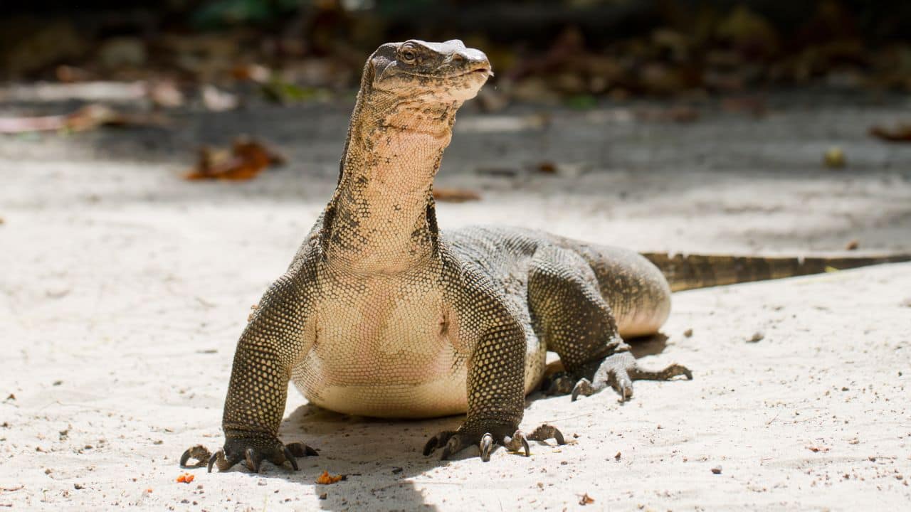 Reproduce Without Males: Female Komodo dragons can also reproduce alone through parthenogenesis when there are no males present. (Image: Canva)