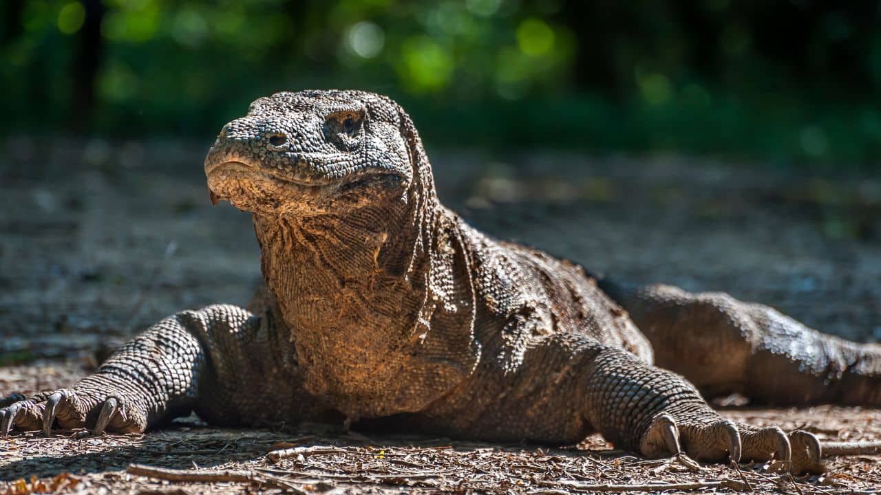 Remarkable Sense of Smell: They have a keen sense of smell with their forked tongue, which allows them to smell prey from up to 9 kilometres away. (Image: Canva)