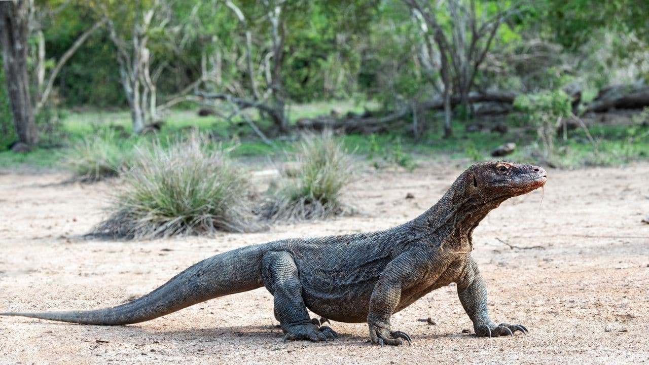 Strong Swimmers: Komodo dragons are good swimmers, albeit heavy, and can swim between islands. (Image: Canva)