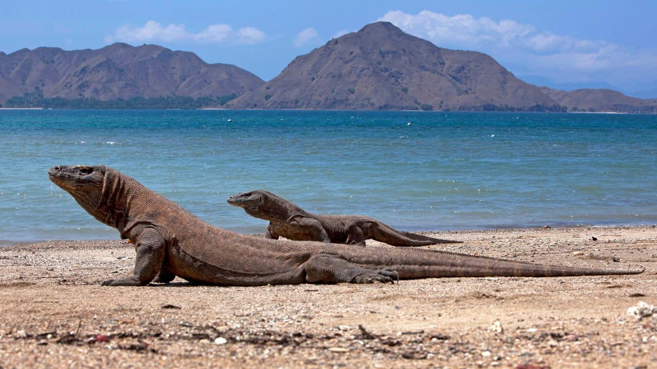Protected but Vulnerable: Komodo dragons are guarded because of habitat loss and climate hazards, with less than 6,000 remaining in the wild. (Image: Canva)