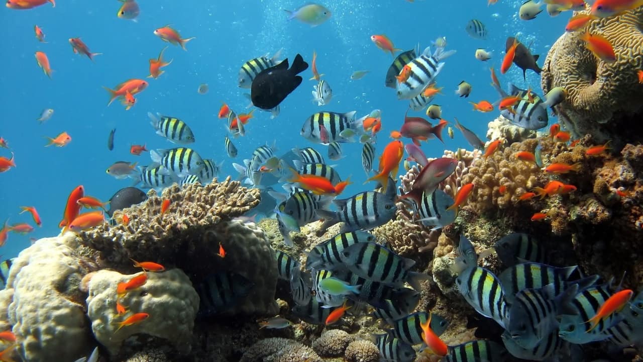 Dive into a world of exotic fish—Hyderabad’s new aquarium will bring global marine life to your feet. (Representative Image: Canva)