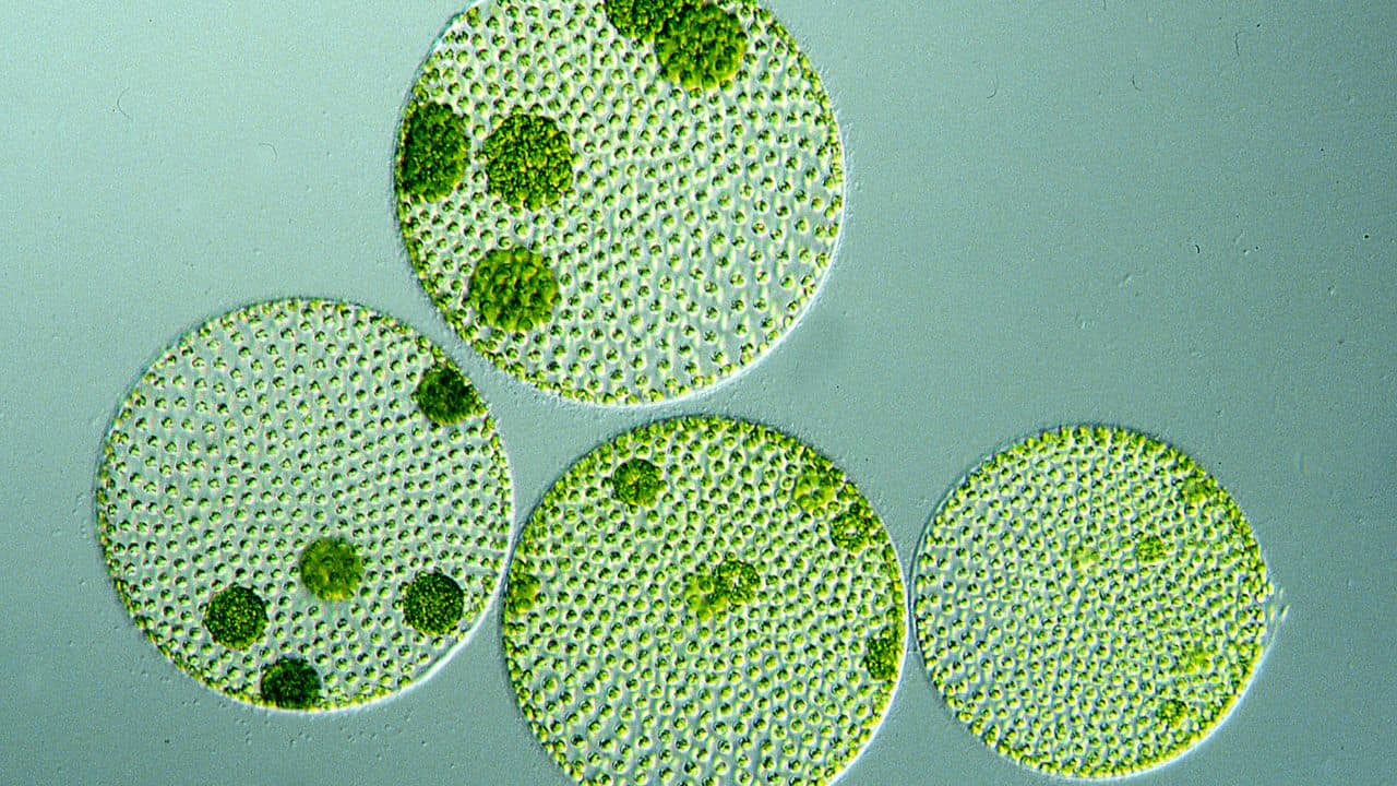Microalgae: In the Space Microalgae experiment, Shukla will examine how these organisms develop and change without gravity. If successful, microalgae may provide a sustainable food source for long space missions. (Image: Canva)